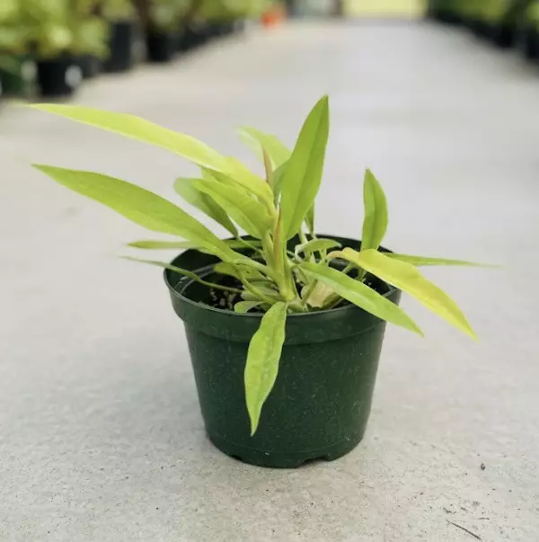 plant/Philodendron Golden Crocodile-1