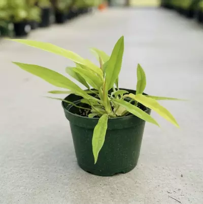 plant/Philodendron Golden Crocodile-1-thumbnail