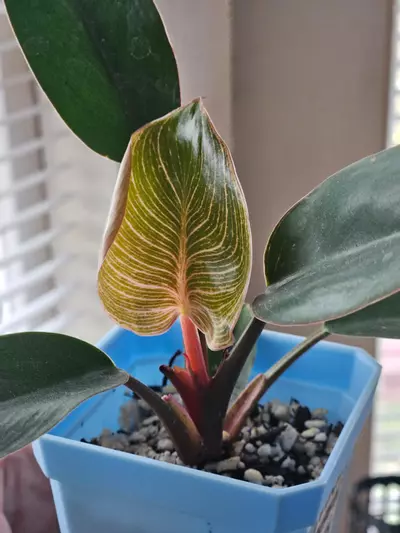 plant/Philo 'Pink Birkin'-3-thumbnail