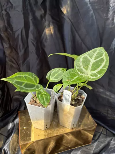 plant/Greauxing Woods Seedling Bundle-2-thumbnail