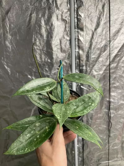 plant/Hoya Rangsan Splash-0-thumbnail