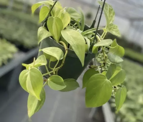 plant/Trailing Combo Philo Brazil, Pothos marble queen + Spider plant-1