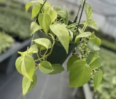 plant/Trailing Combo Philo Brazil, Pothos marble queen + Spider plant-1-thumbnail