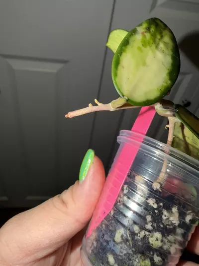 plant/Verticillata Inner Variegated-1-thumbnail