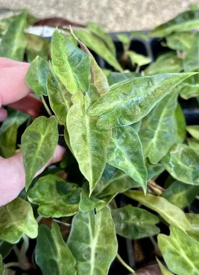 plant/AUREA POLLY ALOCASIA - SELLER’S CHOICE-0-thumbnail