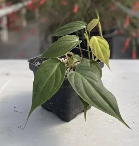 plant/Philodendron Micans-0