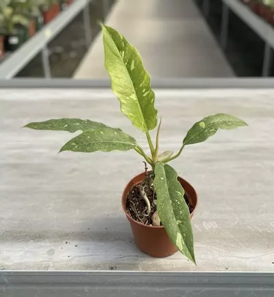 plant/Philodendron Ring of Fire-1-thumbnail