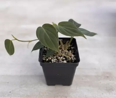 plant/Philodendron Micans-1-thumbnail