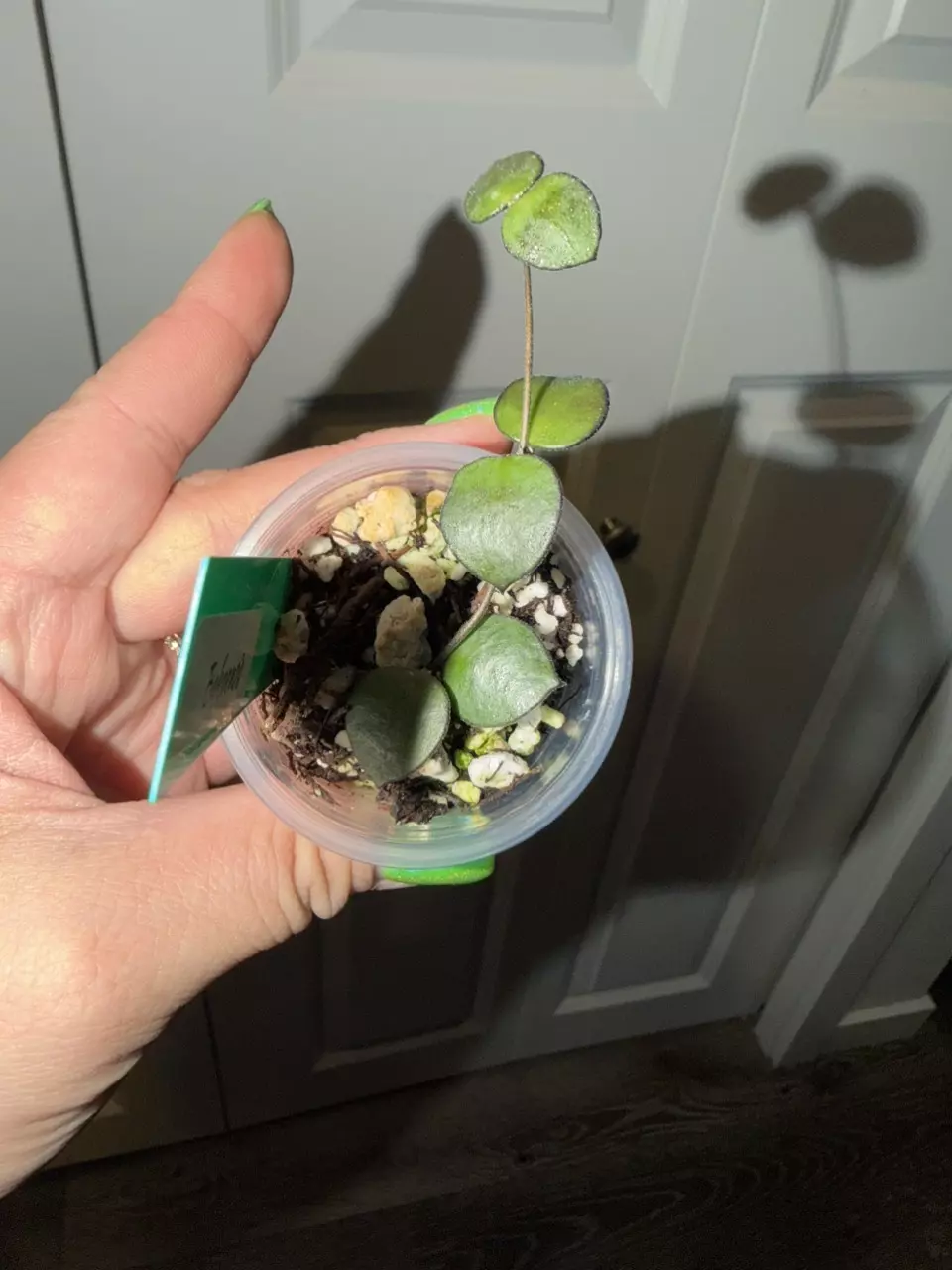 plant/Hoya Bakoensis-0