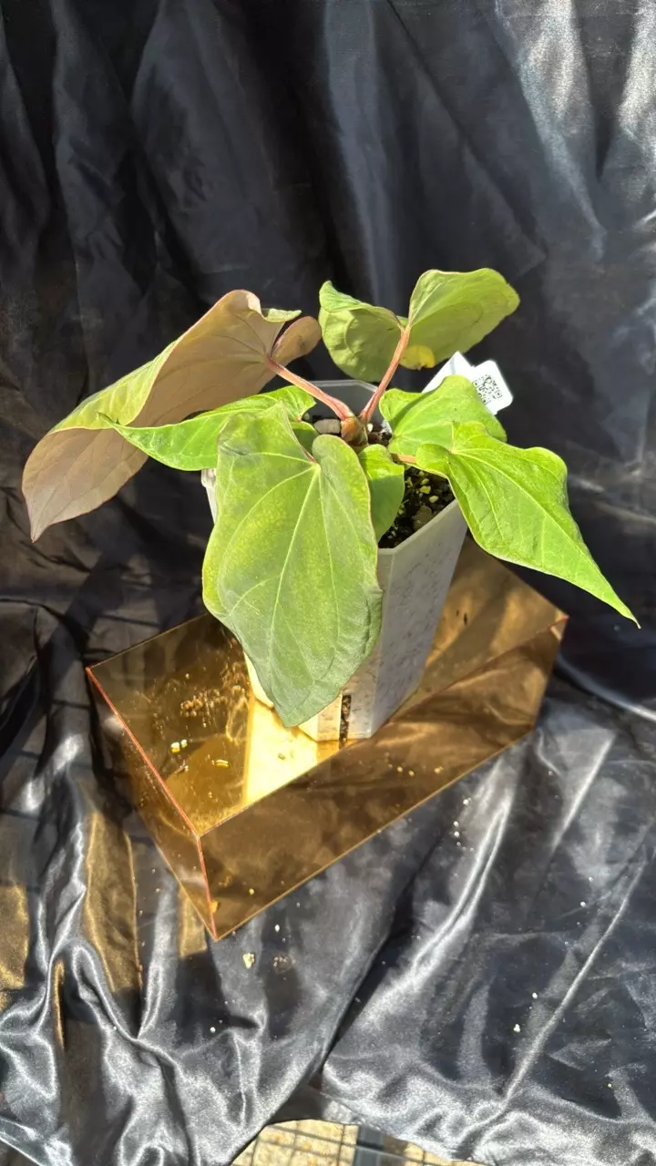 plant/TP325 (Pap x Dress) X Eastern Dress-1