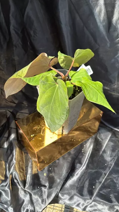 plant/TP325 (Pap x Dress) X Eastern Dress-1-thumbnail