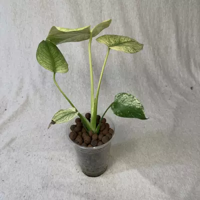 plant/Monstera White Monster Denser - Exact Plant-2-thumbnail