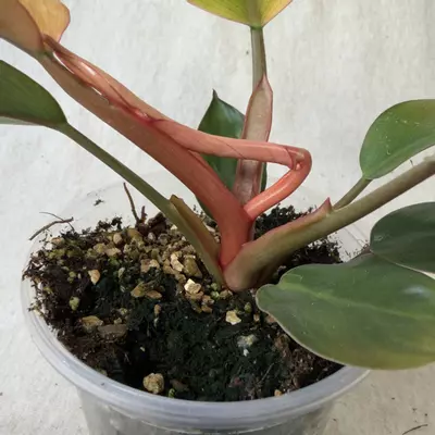 plant/Philodendron Yellow Congo Mint-5-thumbnail