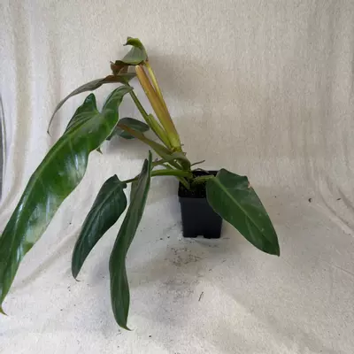 plant/Philodendron Maximum - Exact Plant-4-thumbnail