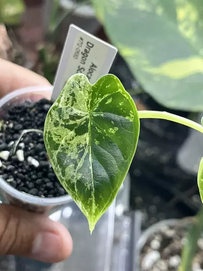 plant/Alocasia Dragon Scale Mint! -#712-0-thumbnail