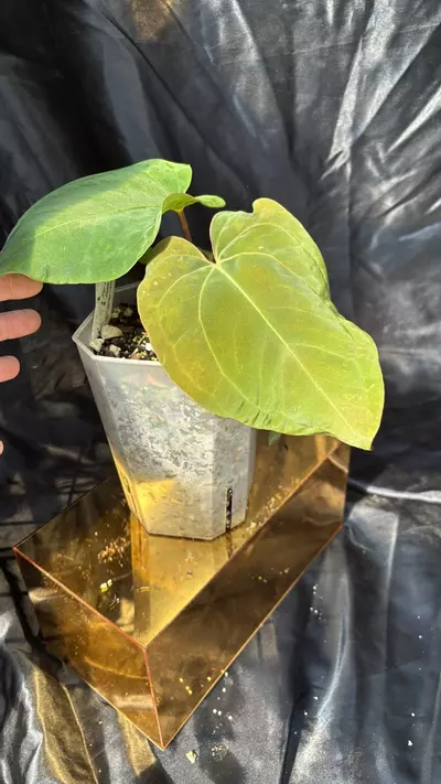 plant/TP325 (Pap x Dress) X Eastern Dress-0-thumbnail