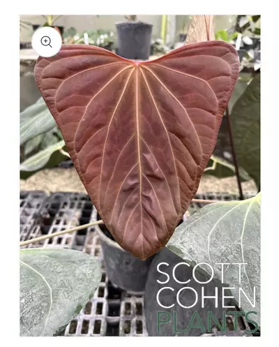 plant/Anthurium Port Dorito from Scott Cohen-4-thumbnail