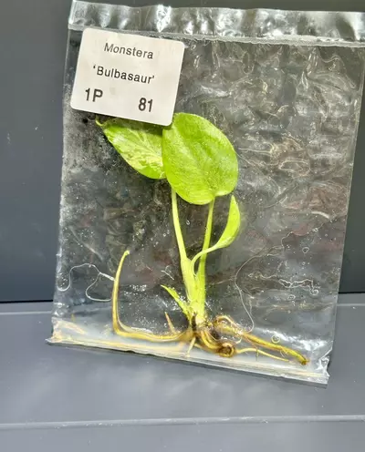 plant/BULBASAUR MONSTERA TC - SELLER'S CHOICE-3-thumbnail
