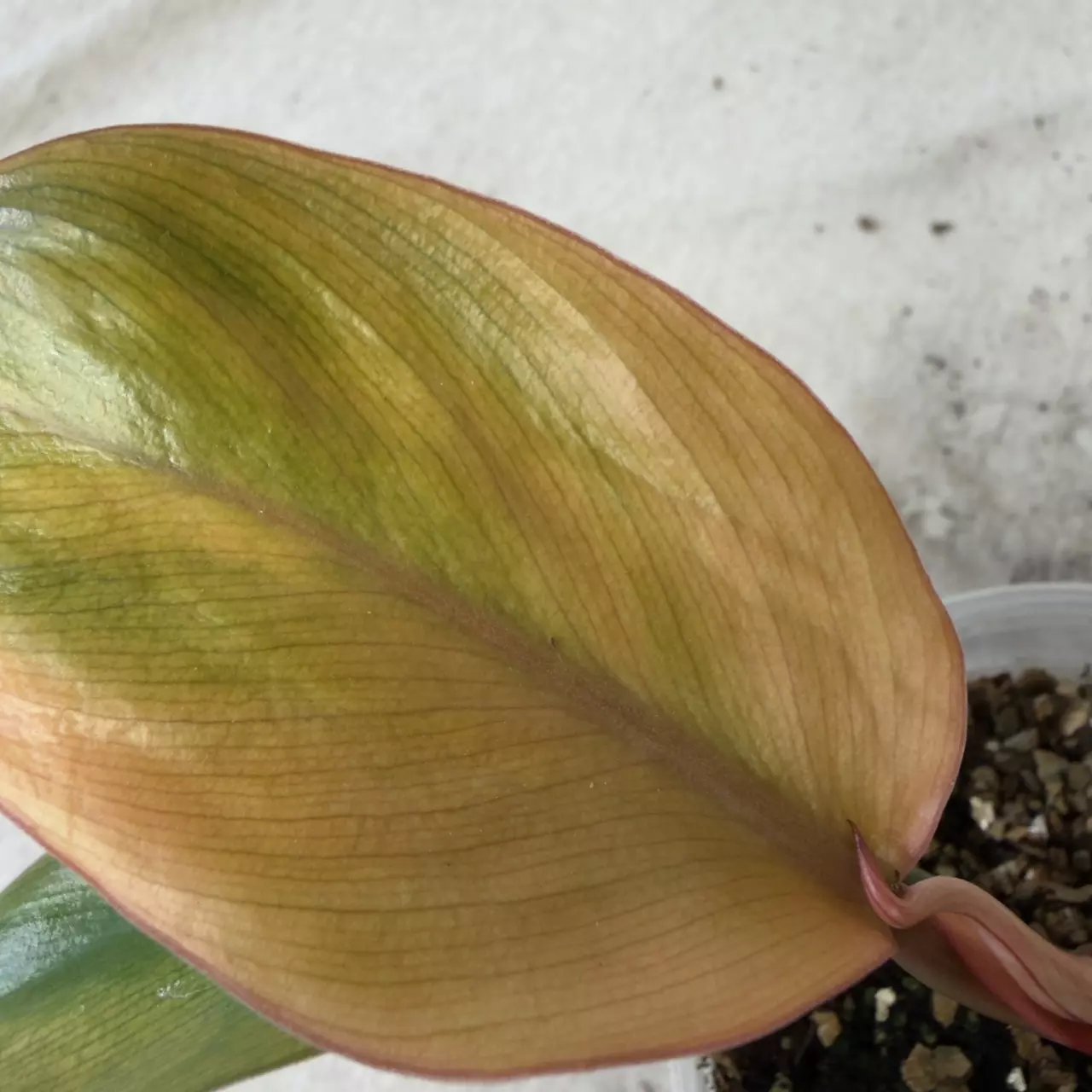 plant/Philodendron Yellow Congo Mint-7