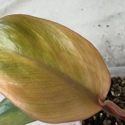 plant/Philodendron Yellow Congo Mint-7-thumbnail