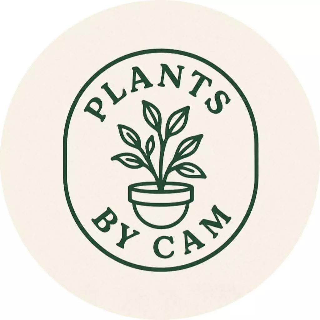 heat_pack/5 Mystery syngonium cutting-0