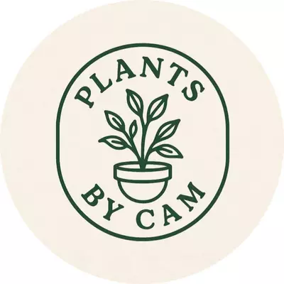 heat_pack/5 Mystery syngonium cutting-0-thumbnail