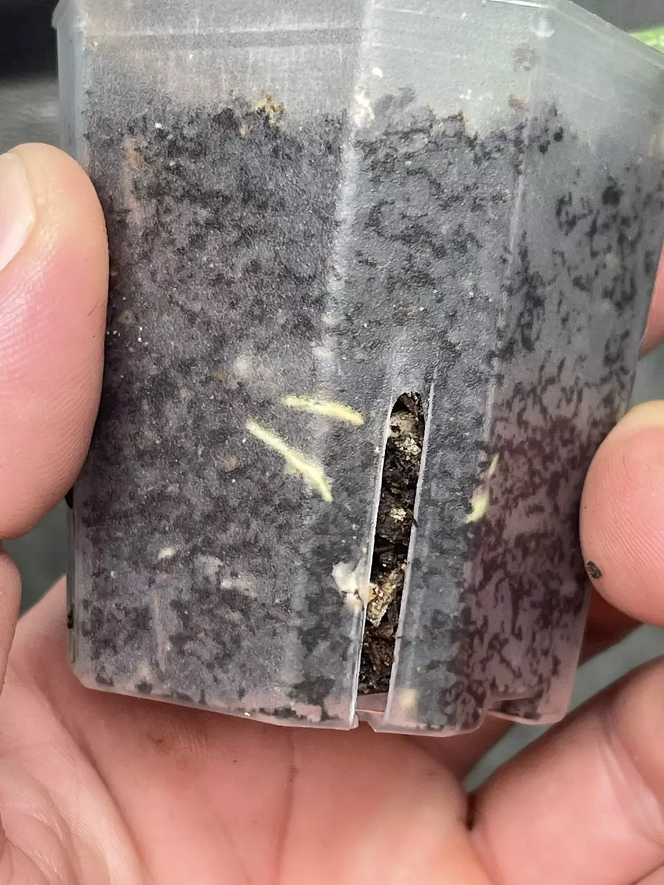 plant/Hoya Rangsan Splash (1)-2