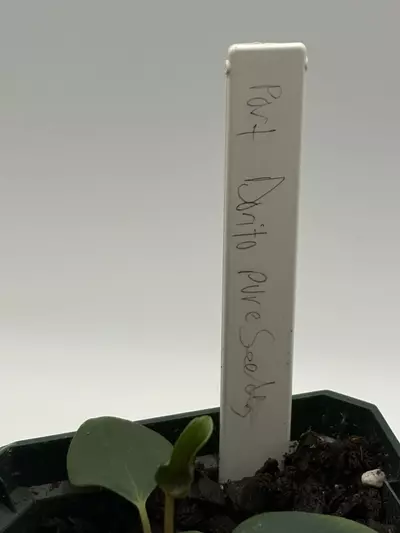 plant/Anthurium Port Dorito from Scott Cohen-3-thumbnail