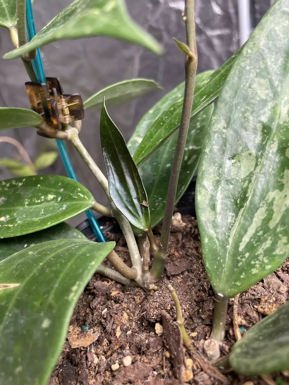 plant/Hoya Rangsan Splash-2