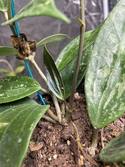 plant/Hoya Rangsan Splash-2-thumbnail