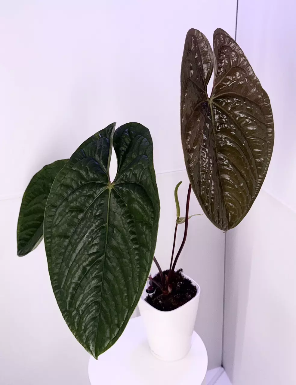 plant/Flowering Anthurium Luxurians x Sagittatum Mother Plant-4