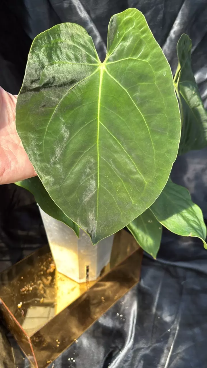 plant/TP321 (Carla x Pap) X (Bess x Dress)-0