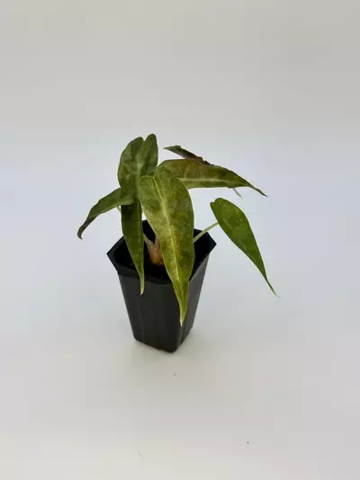 plant/AUREA POLLY ALOCASIA - EXACT - I5-2-thumbnail