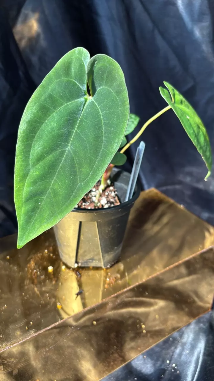 plant/TP315 (Pap 8 x Soul Reaper) x A+ Pap-0