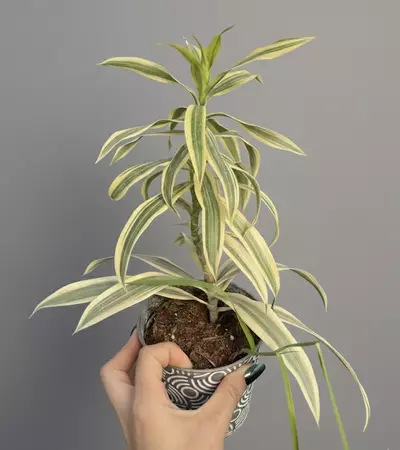 plant/Dracaena Song of India 🎵-0-thumbnail