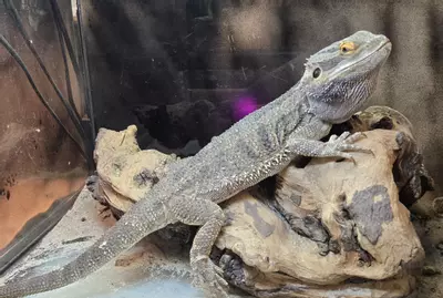 plant/Adult Male Bearded Dragon – Healthy, Calm & Well-Handled-0-thumbnail