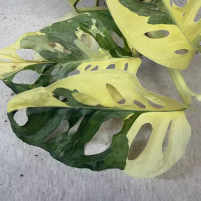 plant/Monstera Adansonii Albo - Exact Plant-2-thumbnail