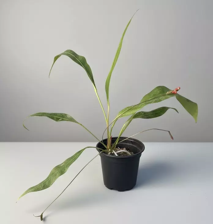 plant/Anthurium Gracile with seeds-0