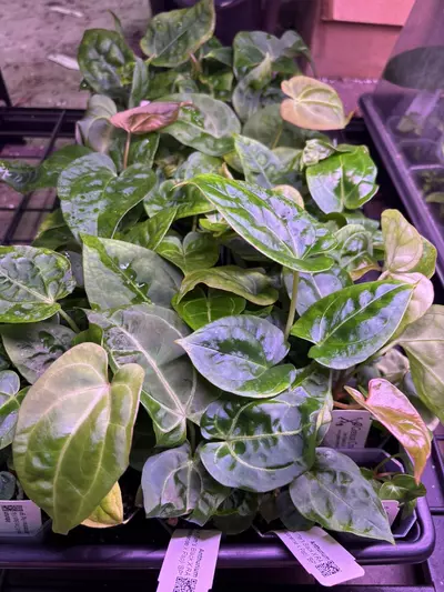 plant/Greauxing Woods Seedling Bundle-5-thumbnail