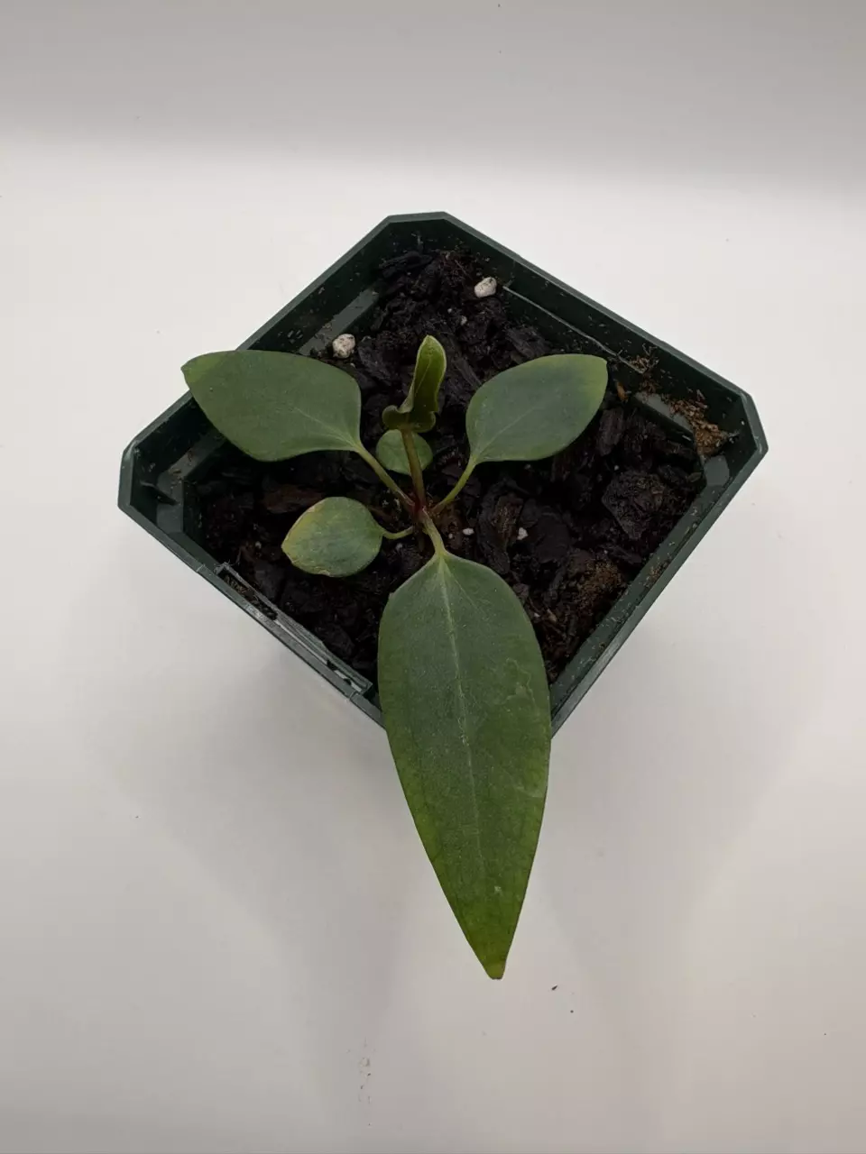 plant/Anthurium Port Dorito from Scott Cohen-0