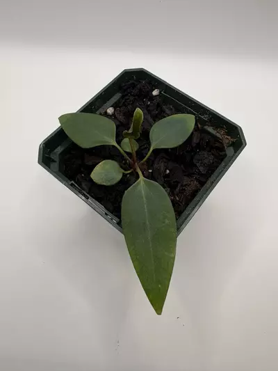 plant/Anthurium Port Dorito from Scott Cohen-0-thumbnail