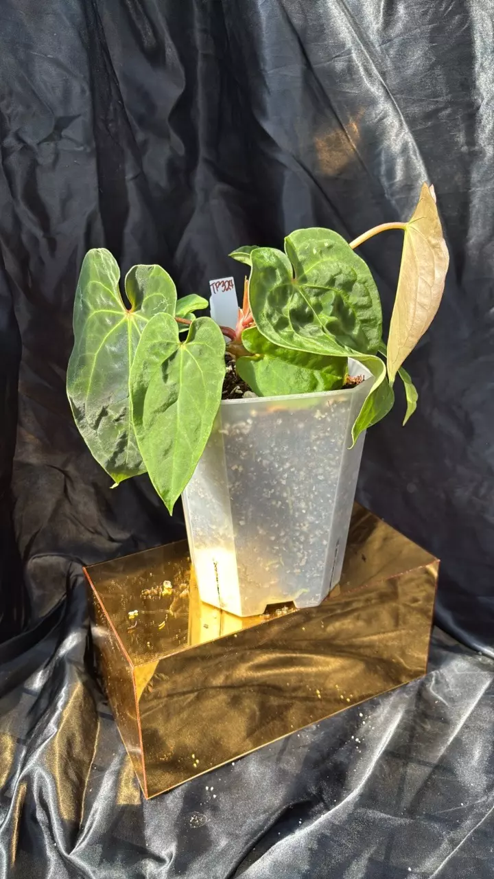 plant/TP324 (Carla x Pap) X (Bess x Dress)-1