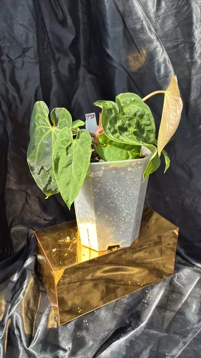 plant/TP324 (Carla x Pap) X (Bess x Dress)-1-thumbnail