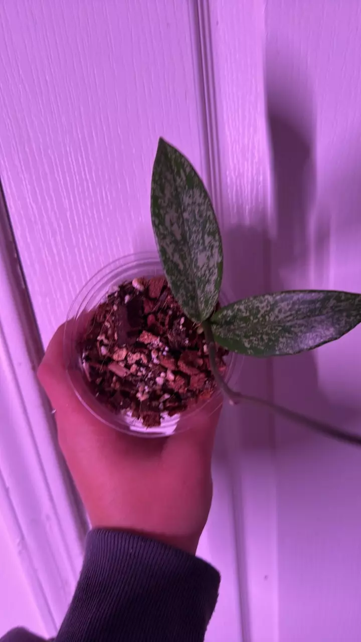 plant/Hoya pubicalyx splash🌱-1