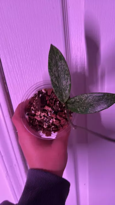 plant/Hoya pubicalyx splash🌱-1-thumbnail