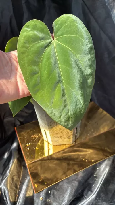 plant/TP326 (Pap x Dress) X Eastern Dress-0-thumbnail