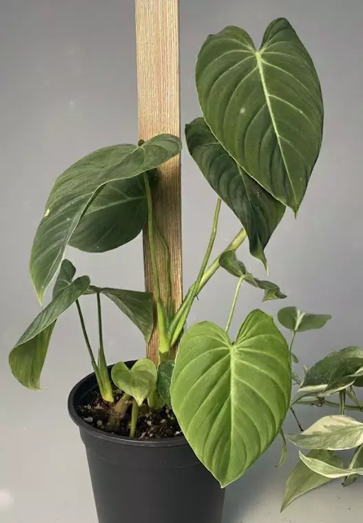 plant/Philodendron Gloriosum-1