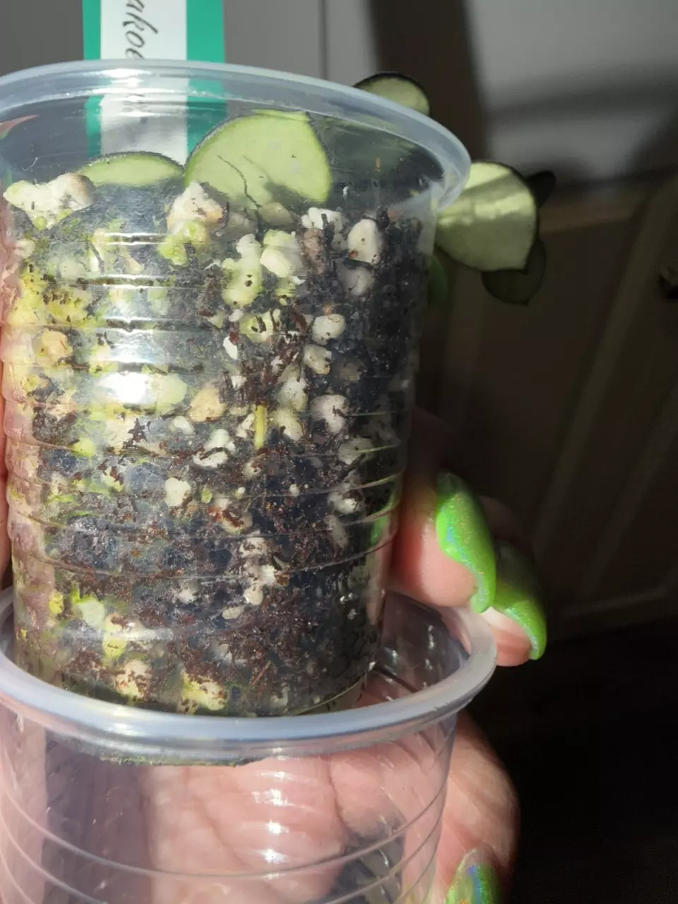 plant/Hoya Bakoensis-2