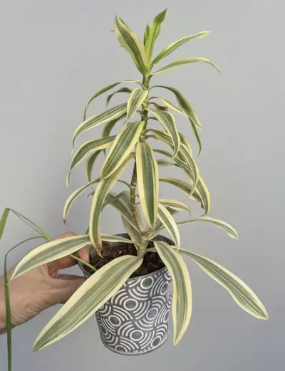 plant/Dracaena Song of India 🎵-1-thumbnail