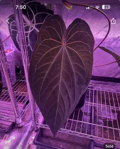 plant/Community pot of Wuhoo First Night 12 seedlings with heatpack-1-thumbnail